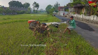 Mumpung Masih Pagi Traktor Sawah Bergegas Masuk Lahan Garapan