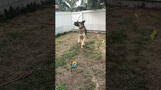 Charlie plays fetch #shorts #germanshepherdpuppy #viraldogsvideos #cutedogs #1kviews #subscribe