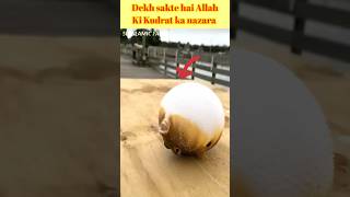 dekh sakte hai Allah ki Kudrat ka nazara #shorts #shortvideo