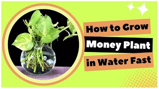 How To Grow Money Plant Underwater Faster??