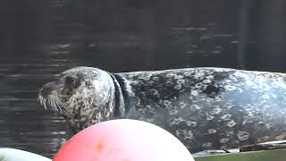 Harbor Seal in Ketchikan