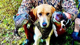 2022 Maine duck hunt: WOOD DUCKS DOWN! Deacon with his first duck retrieves, the training pays off!