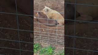 Wake up pigs! #farming #pigs