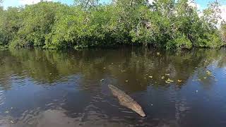 Crocodile Watching on Jamaica's Black River