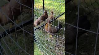 New chicken coop is done. they seem happy.