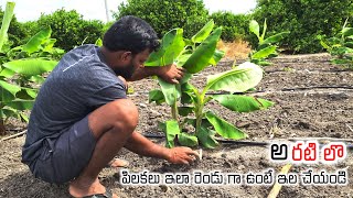 అరటిలో పిలకలు ఇలా రెండు గా ఉంటే ఇలా చేయండి #banana #bananafarming #bananaplants