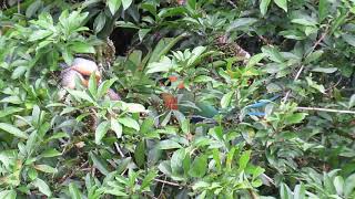 Rufous Motmot | Baryphthengus martii | Pájaro Bobo