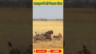 Wild Dogs attack on Hyena #animals #wildanimal #shortsviral