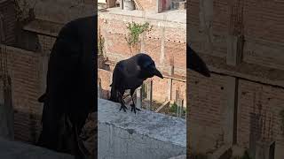 Beautiful sound of crow 🐦‍⬛