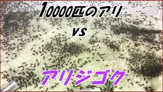 蟻戦争Ⅲ＃180 【後編】10000匹のケアリと「アリジゴク」の語り継がれるべき戦いの結末！編～10000 ants vs Antlions～