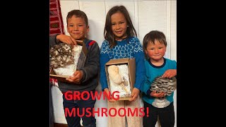 Innoculating Oyster Mushroom Logs using sawdust spawn