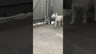 Schnauzer Bernadette and Wilma Can you tell they dont like the dog on the other side of the fence?