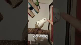 Day 2: Training My Cockatiel to Touch