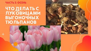 Как сохранить луковицы выгоночных тюльпанов. Часть2