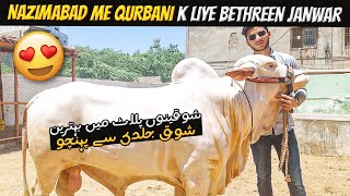 Nazimabad me Shouqeen k Behtreen Janwar 😍😲 | Qurbani ka Shouq 🐂 | Cow Mandi 2024 | Cattle Express