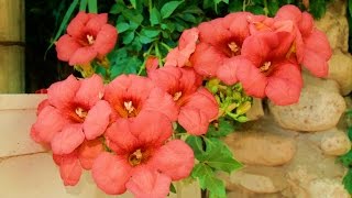 ברחובות רעננה   BEAUTIFUL  FLOWERS