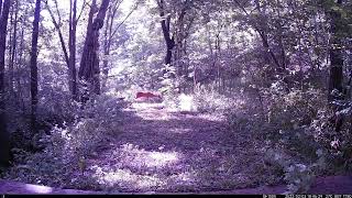 Deer Cam - Bambi