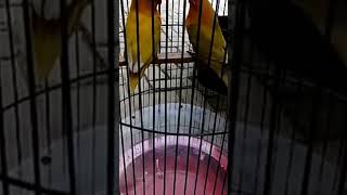 kita hanya menyayangi dan merawat swlwbihnya kita pasrahkan #lovebird #konslet #lovebirdfighter