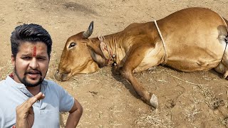 लाडो को करना पड़ा बेहोश 😨😱😭#baawalechorevlogs #ladoo #dailyvlog #cowvlog #cowtreatment