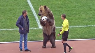 Animal welfare group condemns performing bear at Russian football match