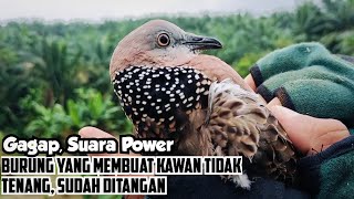 Selesai, Burung Yang Membuat @TEKUKURHIBURAN Tak Bisa Tidur Tenang Sudah Ditangan