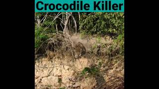 क्रोकोडाइल किलर जगुआर 😱 Crocodile killer Jaguar || #shorts #youtubeshorts #manish express