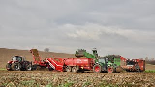 Kartoffelernte 2021 / Kartoffel Wild Eppingen / Lohnunternehmen Petzenhauser