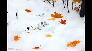 Продолжение 14. (ПРОВОДНИК по Невыдуманному Зазеркалью. МАСТЕР ОЭМНИ)- ЭПИЛОГ- Всеволод Шмаков