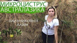 МИКРОЦИТРУС АВСТРАЛАЗИКА | ВЫРАЩИВАНИЕ | ПЕРЕСАДКА