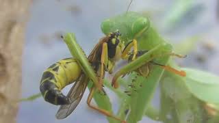 Wasp and male Mantis are eaten by larger female Mantis