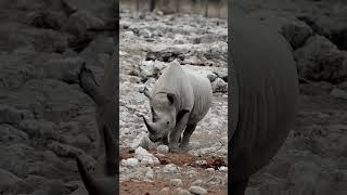 🌟 World Rhino Day 2024: Championing Rhino Conservation 🌟