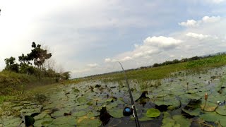 Ikan nila ngambang,teknik tutul 1 jengkal