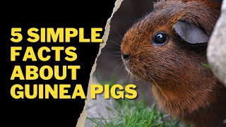 5 SIMPLE FACTS ABOUT GUINEA PIGS