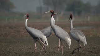 Six Sarus cranes hanging out together.