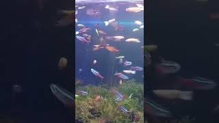 banyak ikan di dalam aquarium