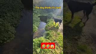 Funny Dog 🤣🤣🤣#trending #funny #viral #ytshorts #shorts #comedy #2023