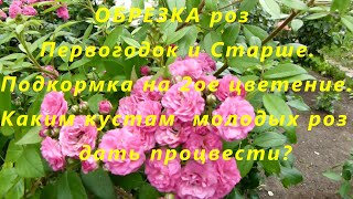 ОБРЕЗКА роз Первогодок и Старше ,подкормка на 2ое цветение.Каким кустам  молодых роз дать процвести?