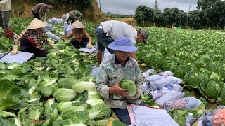 Thu hoạch BẮP CẢI THẢO Đà Lạt.