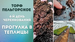 Обзор теплиц|Черенкование туи брабант|Торф Пельгорское: мусор, или норма?