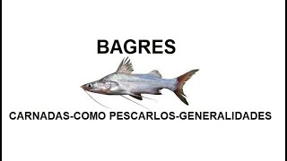 Especies Argentinas : BAGRES carnadas-como pescarlos-generalidades