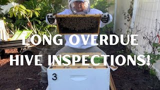 Long Overdue Hive Inspections