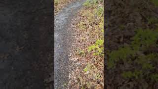 Hailstorm on a Segway in the Woods ep01