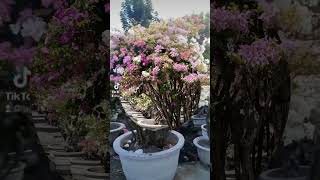 Multi colored bougainvillea barked grafting result.