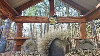 3 Gray Squirrels #squirrels #wildlife #nature #squirrelwatching #birds #birder