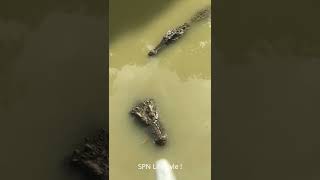 OMG ! Let's watching crocodiles in pool EP1 #short