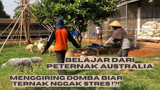 CARA MENGGIRING TERNAK DOMBA YANG BENAR AGAR TIDAK STRES BELAJAR DARI PETERNAK AUSTRALIA