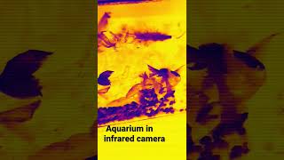 aquarium in infrared camera