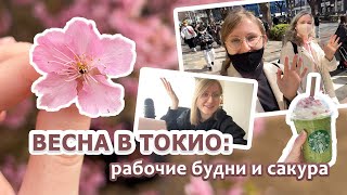 Ранняя сакура в Токио / магазин для иностранцев / приедут ли студенты в Японию?