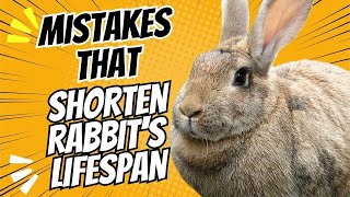 Mistakes That Shorten Your Rabbit's Lifespan