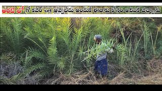 అరటి లో గ్రో కవర్ set అవ్వలేదు అందుకే ఈతాకు కోసం అడవికి వచ్చాను